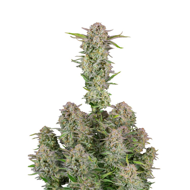Bruce Banner Auto 420 FastBuds
