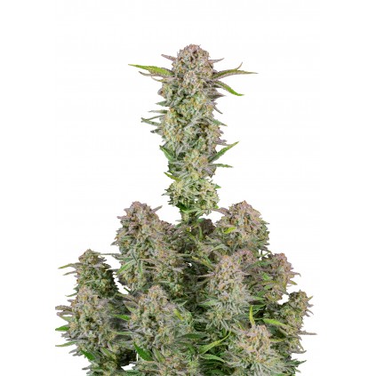 Bruce Banner Auto 420 FastBuds