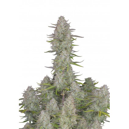 Wedding Cheesecake Auto 420 FastBuds