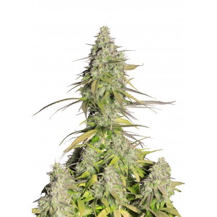 Cookies Auto 420 FastBuds