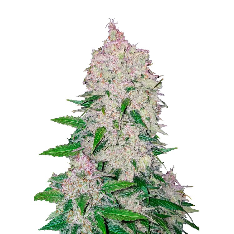 Stardawg Auto 420 FastBuds