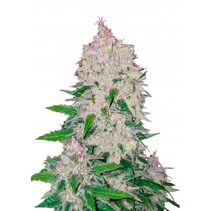 Stardawg Auto 420 FastBuds