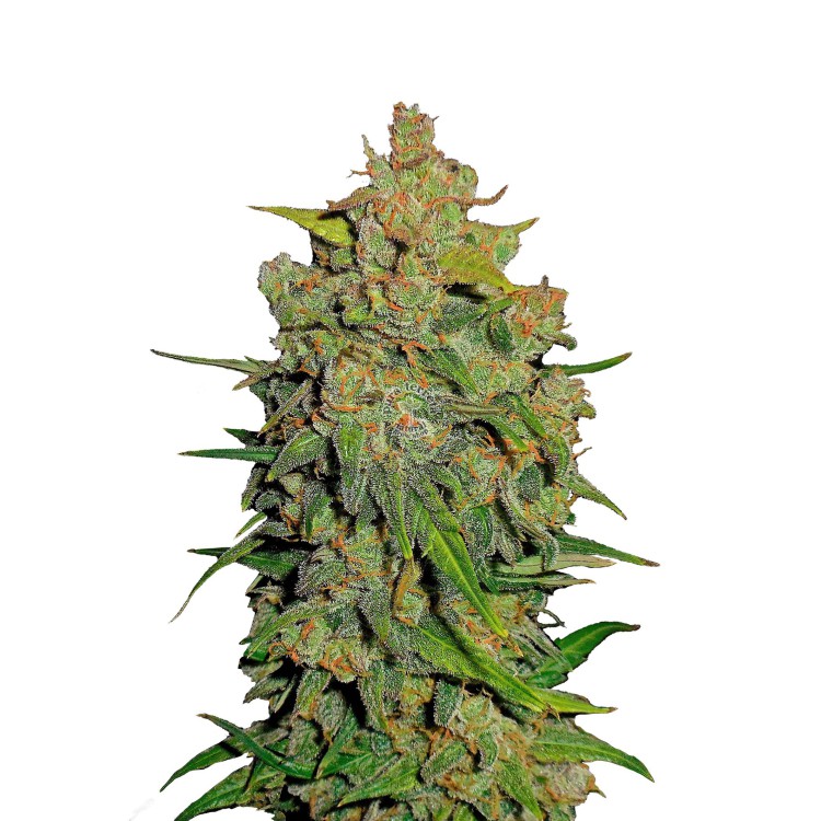 Lemon Ak Auto 420 FastBuds