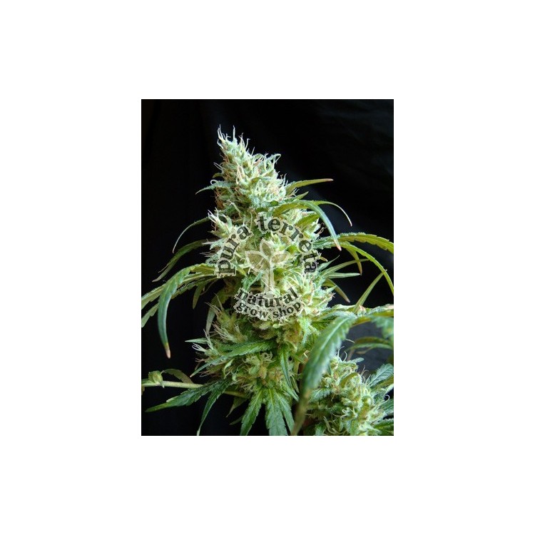 Flash Back 2  Sweet seeds
