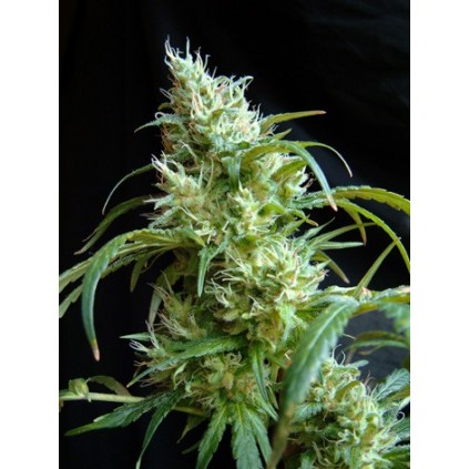 Flash Back 2  Sweet seeds