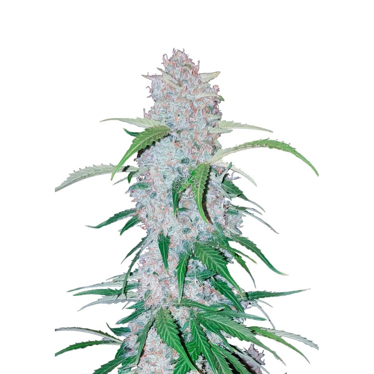 Six Shooter Auto 420 FastBuds