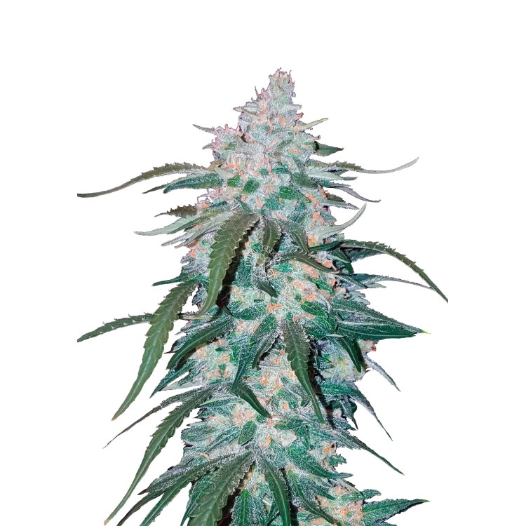 Pineapple ExpressAuto 420 FastBuds