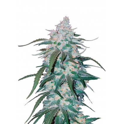 Pineapple ExpressAuto 420 FastBuds
