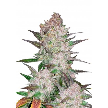 Cream Cookies Auto 420 FastBuds