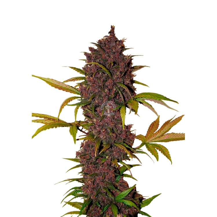 LSD-25 Auto 420 FastBuds