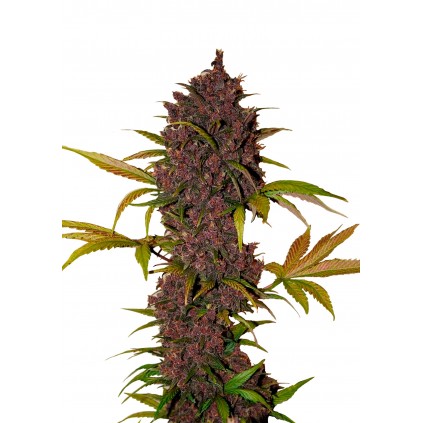 LSD-25 Auto 420 FastBuds