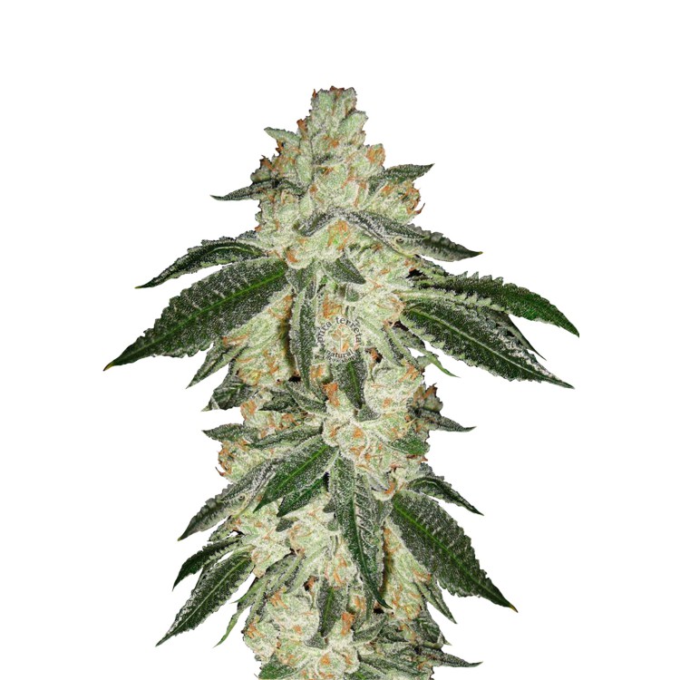 Green Crack Auto 420 FastBuds