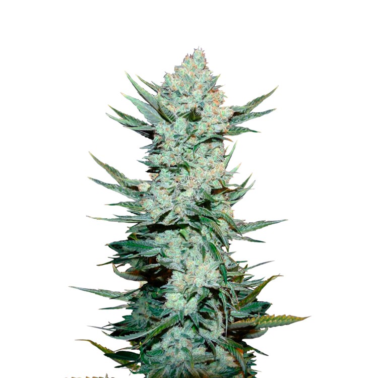 Tangie Auto 420 FastBuds