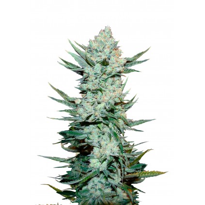 Tangie Auto 420 FastBuds