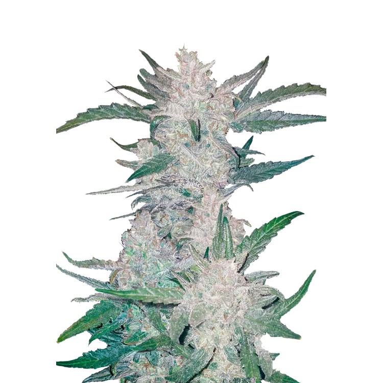 Mexican Airlines Auto 420 FastBuds