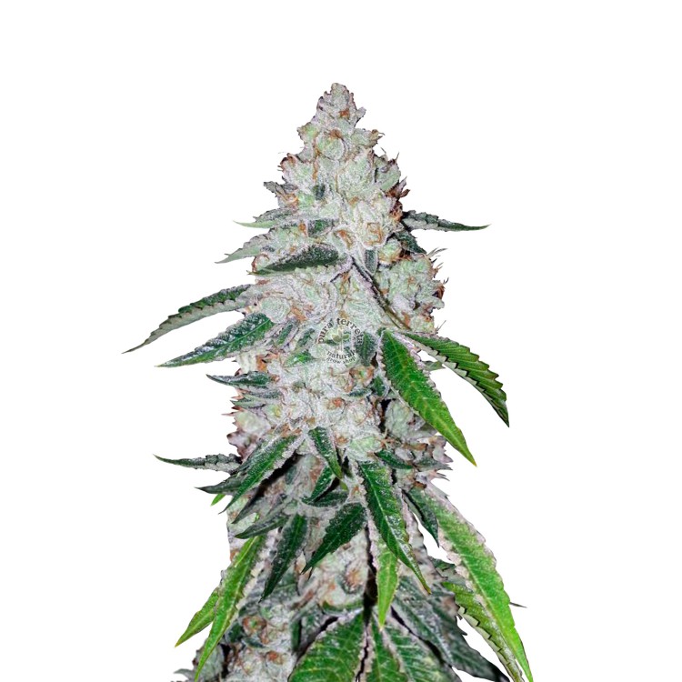 West Coast Og Auto 420 FastBuds