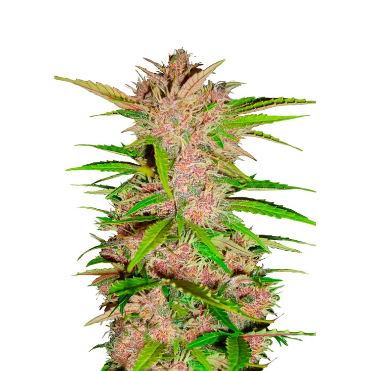 FastBerry Auto 420 FastBuds