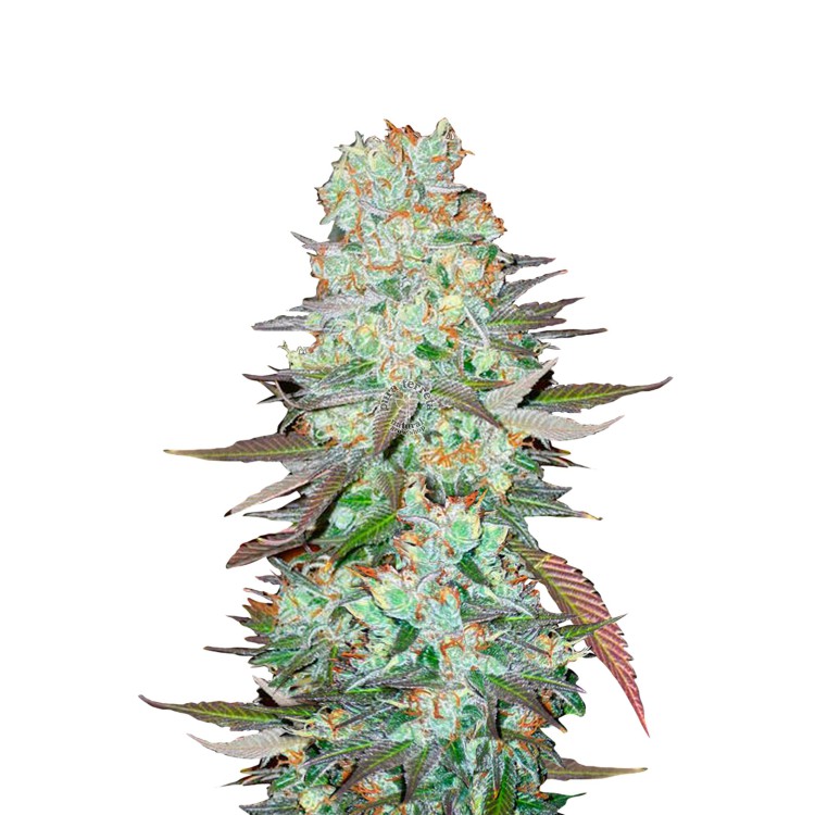 G14 Auto 420 FastBuds