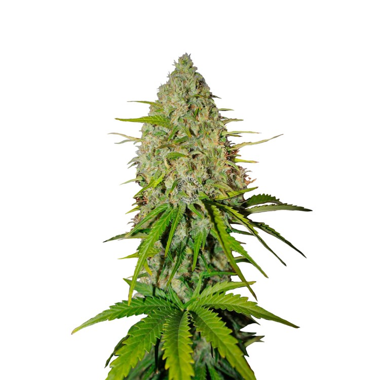 Grapefruit Auto 420 FastBuds