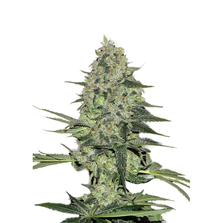 Rhino Ryder Auto 420 FastBuds