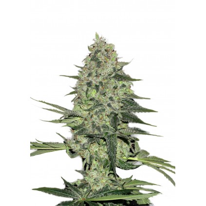 Rhino Ryder Auto 420 FastBuds