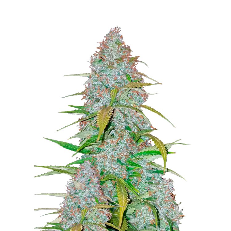 California Snow Auto 420 FastBuds