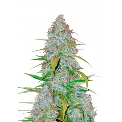 California Snow Auto 420 FastBuds