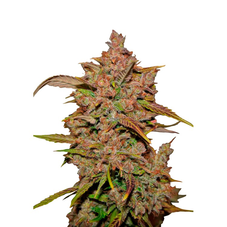 Crystal Meth Auto 420 FastBuds