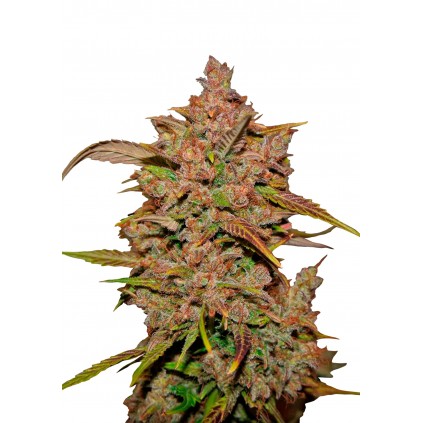Crystal Meth Auto 420 FastBuds