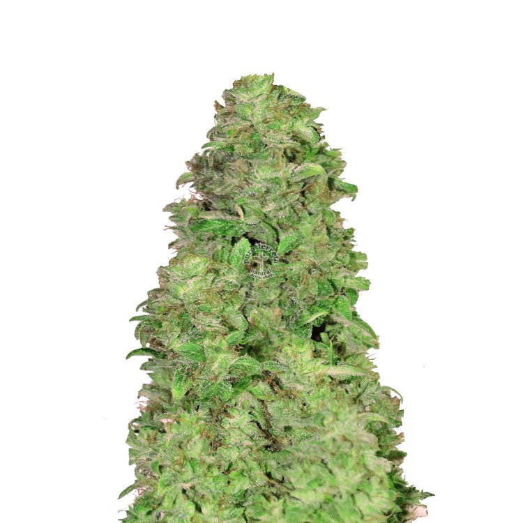 CBD Auto 20:1 420 FastBuds