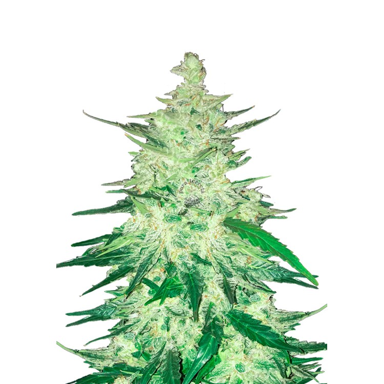 CBD Crack Auto 1:1 420 FastBuds