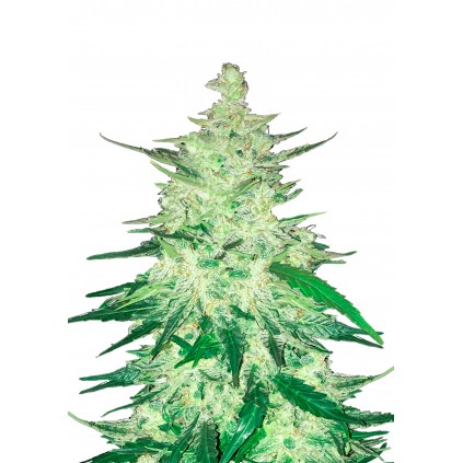 CBD Crack Auto 1:1 420 FastBuds