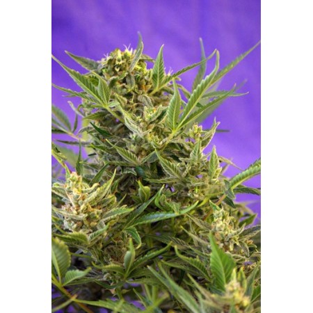 Double White Sweet seeds