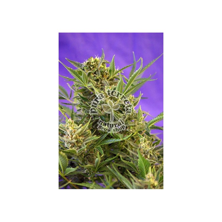 Double White Sweet seeds