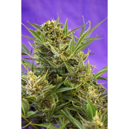 Double White Sweet seeds