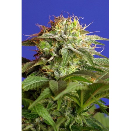 Green Poison  Sweet seeds
