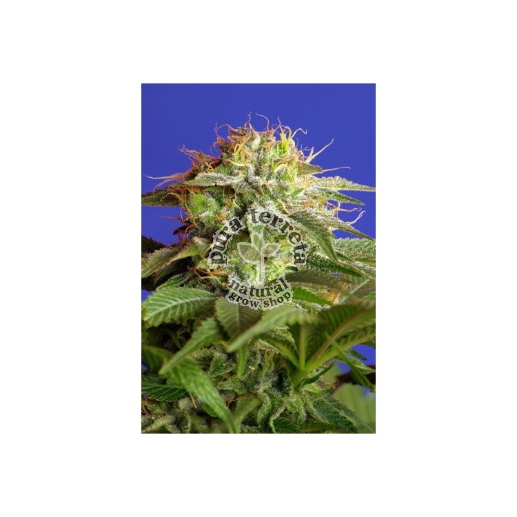 Green Poison  Sweet seeds