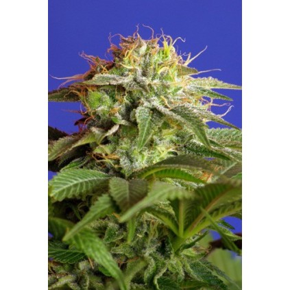 Green Poison  Sweet seeds