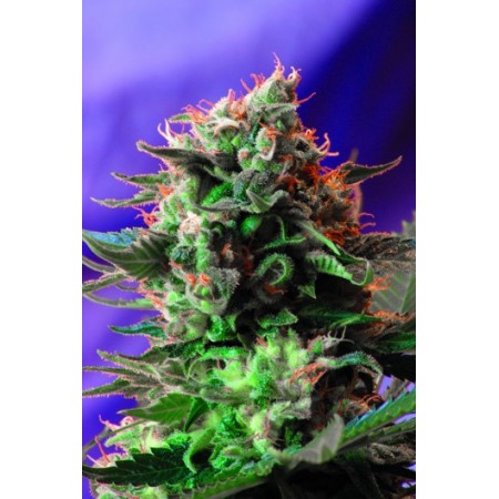 Jack 47   Sweet seeds