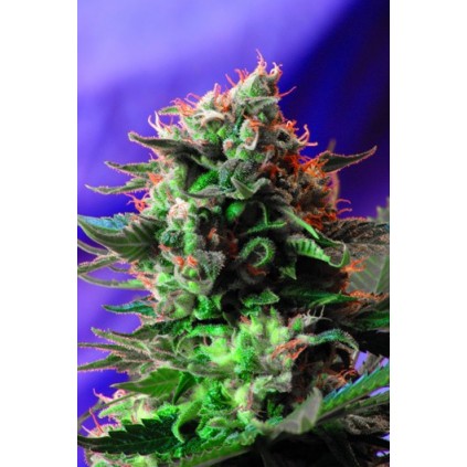 Jack 47   Sweet seeds
