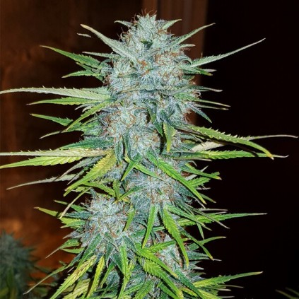 Royal Creamatic RQS