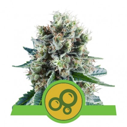 Bubble Kush Automatic RQS