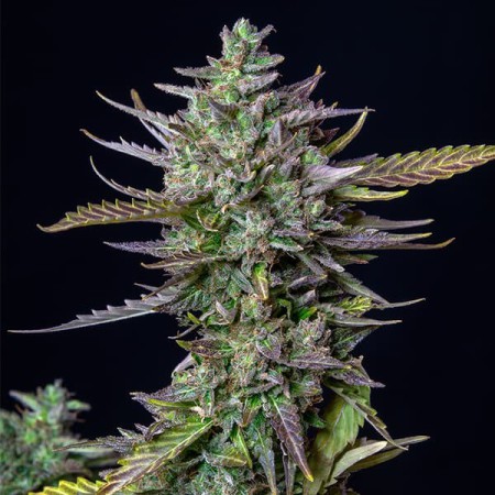 Blue Cheese Automatic RQS