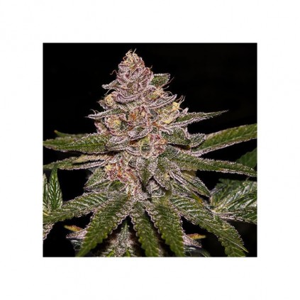 Radical Juice Ripper Seeds