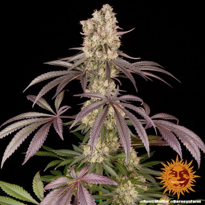 Runtz Auto Barney´s Farm