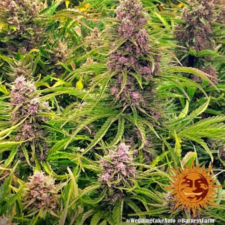 Wedding Cake Auto Barney´s