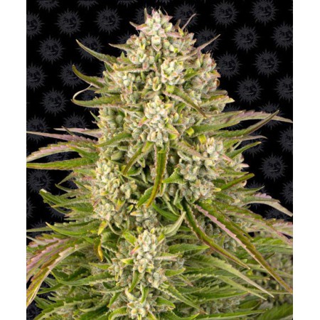 Wedding Cake Auto Barney´s
