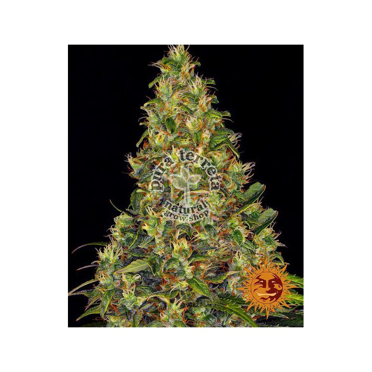 Amnesia Haze Auto Barney´s