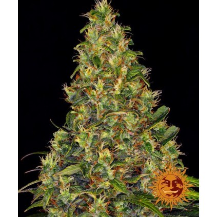 Amnesia Haze Auto Barney´s
