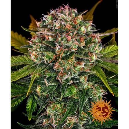 Strawberry Cheesecake Auto Barney´s